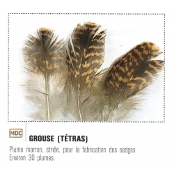 PLUMES DE GROUSSE ( TETRAS ) JMC