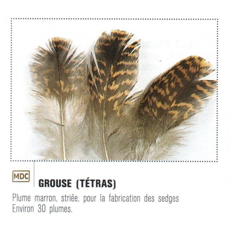 PLUMES DE GROUSSE ( TETRAS ) JMC