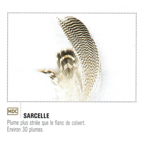 PLUMES DE SARCELLE JMC