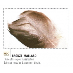 PLUME DE BRONZE MALLARD JMC