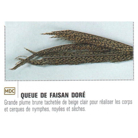 QUEUE DE FAISAN DORE JMC