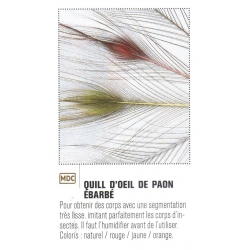 QUILL D' OEIL DE PAON EBARBE JMC