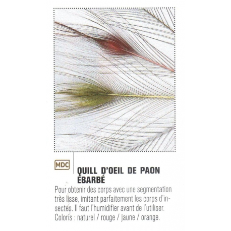 QUILL D' OEIL DE PAON EBARBE JMC