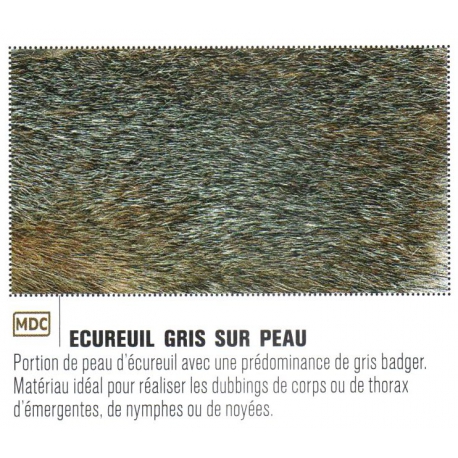 ECUREUIL GRIS SUR PEAU JMC